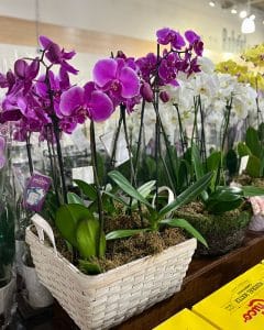 Orchids at Robért Fresh Market